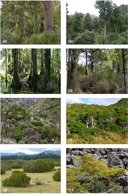 Palynology and the Ecology of the New Zealand Conifers